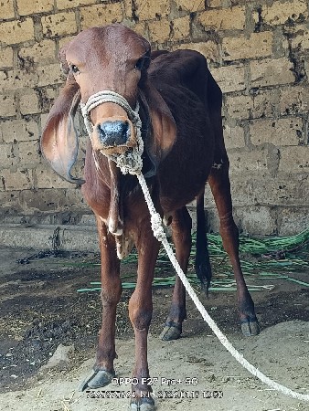 થંબનેલ 3