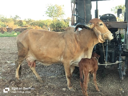 ગાય વેચવાની છે