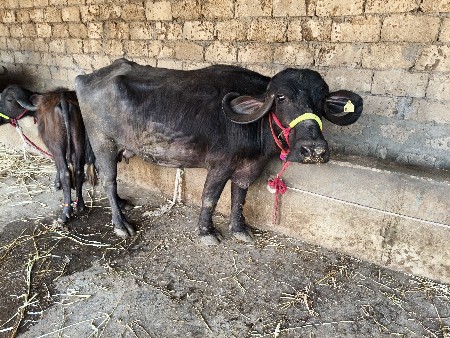 થંબનેલ 2