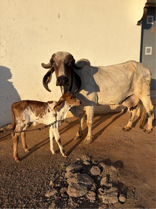 ગાય વાચવાની છે