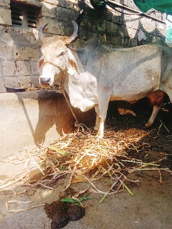 ગાય વેસવવાની છે