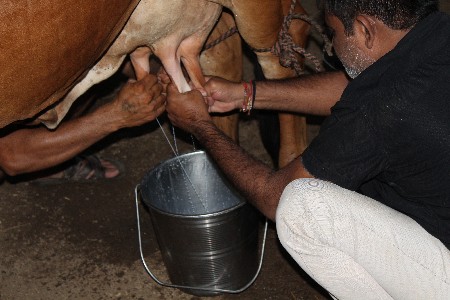 સુરત ગૌશાળા માટે ગોવાળ જોઈએ