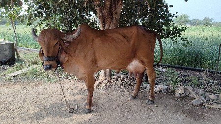ગીર ગાય વેચવાની છે