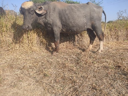 ભેંસ વેચવાની છે