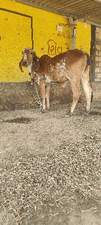 थंबनेल 2