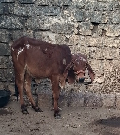 થંબનેલ 2