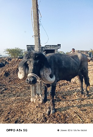થંબનેલ 3