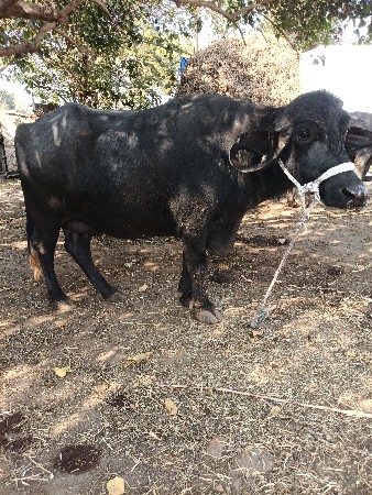 थंबनेल 3