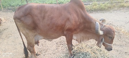 થંબનેલ 3