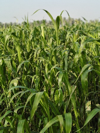 જુવાર નો ચારો