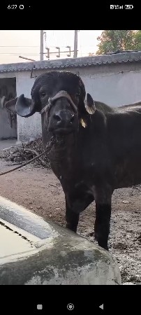 थंबनेल 2