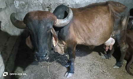 આ ગાય વેચવાની છેઃ