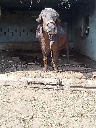 थंबनेल 2