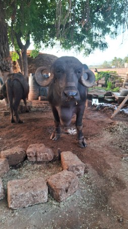 આ ભેસવેચવાનીછે