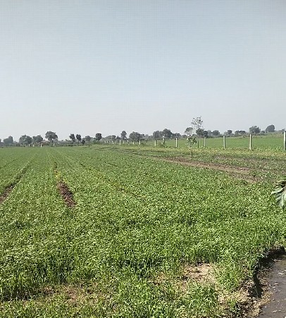 ફાર્મ હાઉસ લાયક જમીન વેચવાની છે