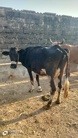 થંબનેલ 4