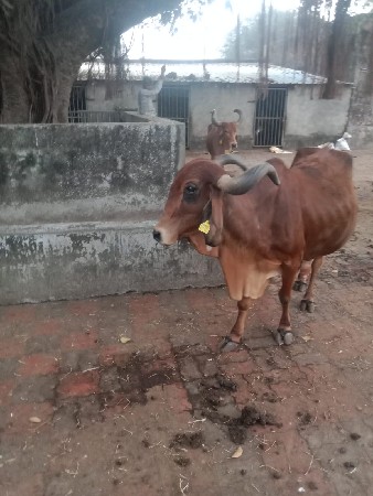 સિંધવ રણજીત સિંહ