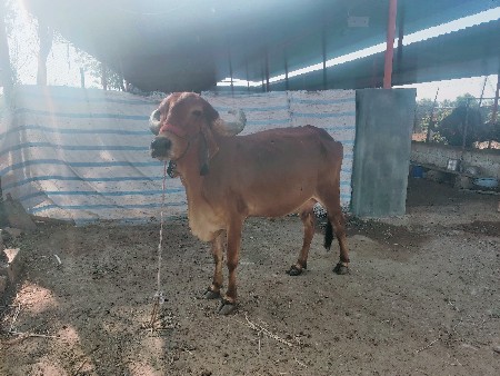 થંબનેલ 2