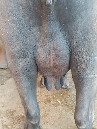 ભેંશ વેચવાની છે