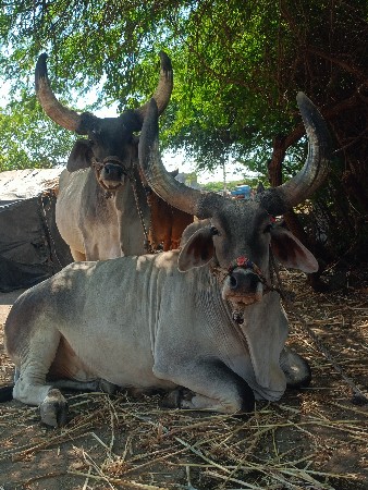 થંબનેલ 3