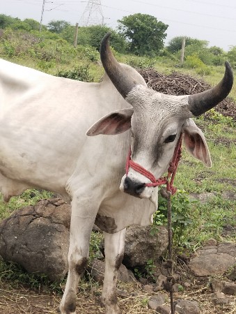 थंबनेल 3