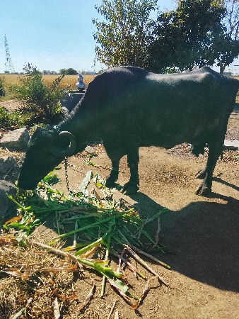 ભેંશ વેચવાની છે નંબર 8200543044