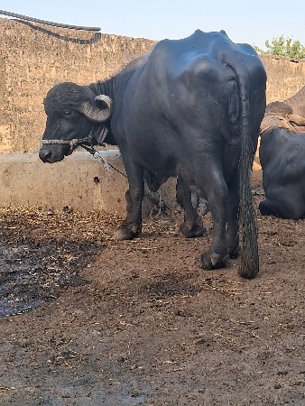 थंबनेल 3