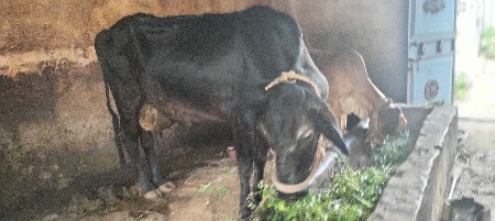 એચ. એફ. ગાય વેચવાની છે