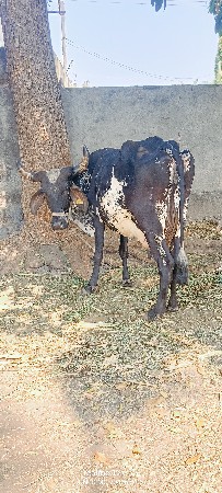 થંબનેલ 4