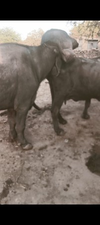 થંબનેલ 2