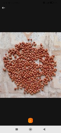 39 નંબર મગફળી વેંચાવાની છે.