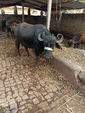 थंबनेल 3