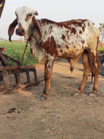 थंबनेल 2