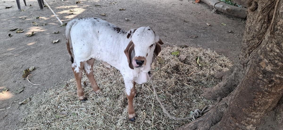 थंबनेल 3