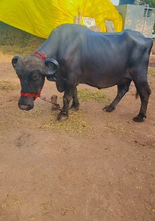 ભેસ વેચવાની છે