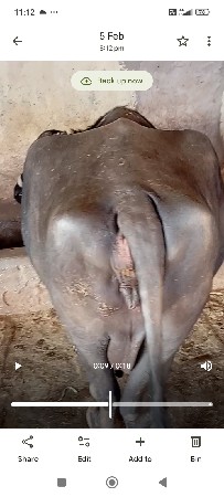 ભેશવેશવાનીછે