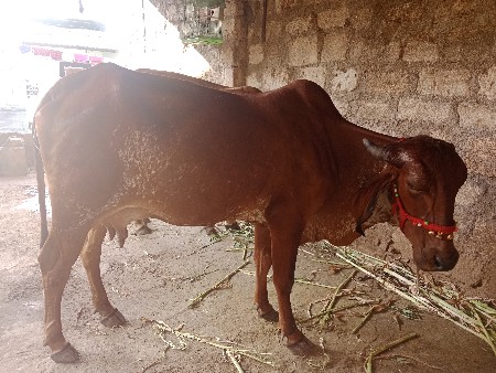 थंबनेल 2