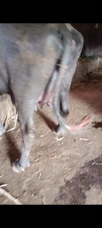 ભેંસુ વેચવાનું છે