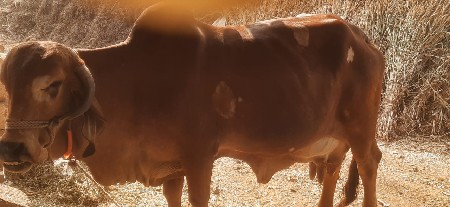 ગાય વેચવાની