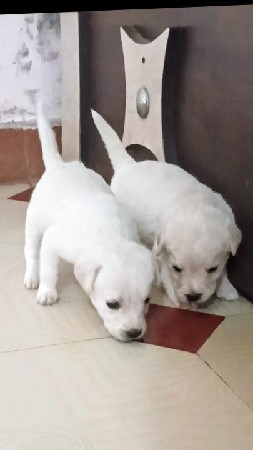 લેબરા ડોર ગલૂડિયાં વેચવાના છે