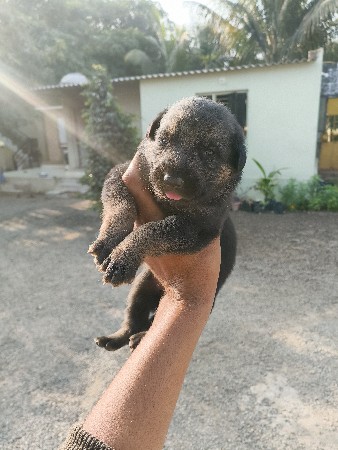 Jarman safard puppy For sale