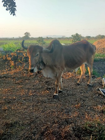 બળદ વેચવાનો છે
