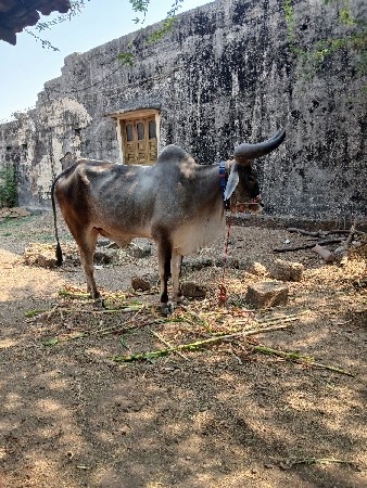 थंबनेल 3