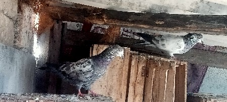 थंबनेल 2