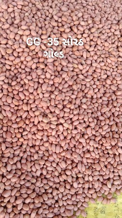 મગફળી GG 35 સોરઠ ગોલ્ડ