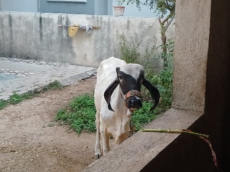 થંબનેલ 2