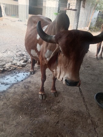 ઞાય વેચવા ની છે