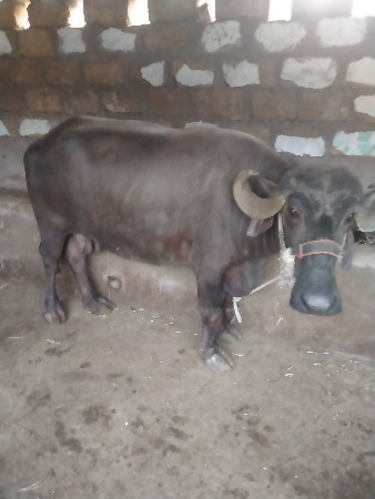 ભેંશ વેશવાનીછે