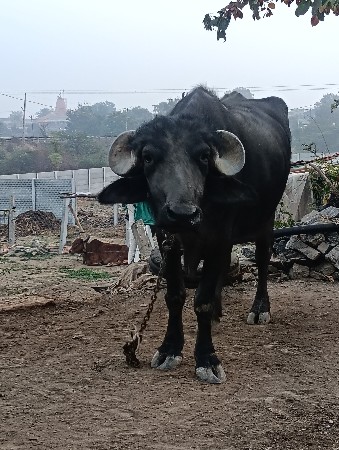 थंबनेल 3