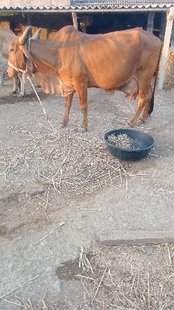 ગાય વેસવાની છે